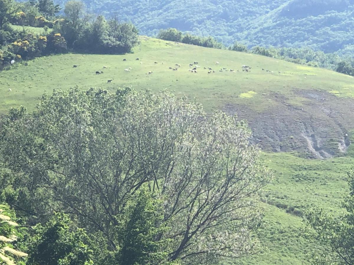 Agriturismo Il Covo Del Solengo Valtopina Eksteriør billede